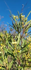 Ornithostaphylos oppositifolia
