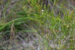 Baeckea brevifolia