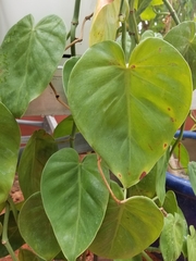 Philodendron hederaceum hederaceum