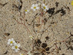 Linanthus inyoensis