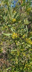 Ornithostaphylos oppositifolia