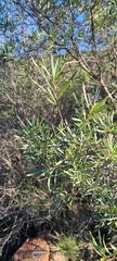 Ornithostaphylos oppositifolia