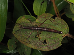Neohirasea