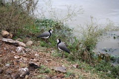 Vanellus crassirostris