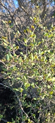 Cercocarpus minutiflorus