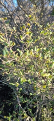 Cercocarpus minutiflorus