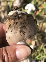 Amanita ocreata