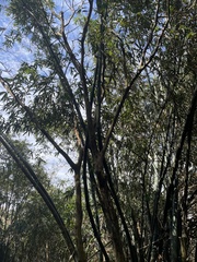 Lagerstroemia subcostata