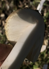 Amanita ocreata