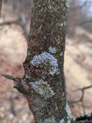 Physcia millegrana