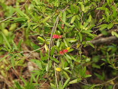Muehlenbeckia sagittifolia