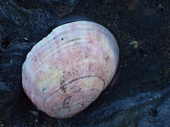 Semele rubropicta