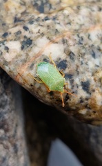 Sinopla perpunctatus