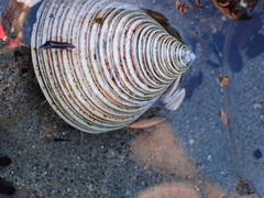 Calliostoma canaliculatum