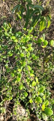 Cercocarpus minutiflorus