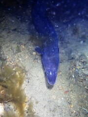 Conger wilsoni