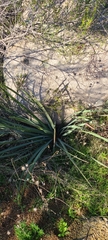 Hesperoyucca whipplei