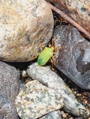 Sinopla perpunctatus