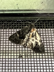 Neumichtis nigerrima