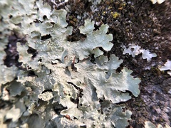 Flavopunctelia flaventior