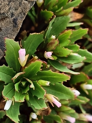 Epilobium pycnostachyum