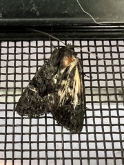 Neumichtis nigerrima