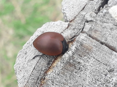 Aegithus clavicornis