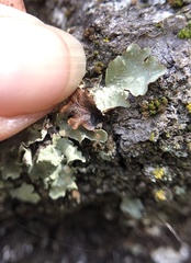 Flavopunctelia flaventior