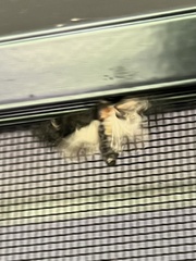 Neumichtis nigerrima