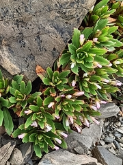 Epilobium pycnostachyum