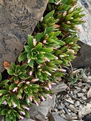 Epilobium pycnostachyum