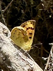 Lycaena salustius