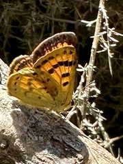 Lycaena salustius