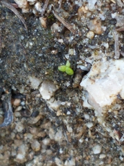 Dudleya cymosa pumila