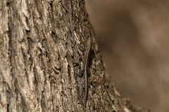 Cryptoblepharus buchananii