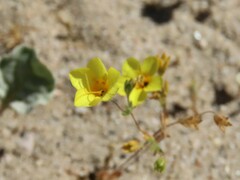 Leptosiphon chrysanthus