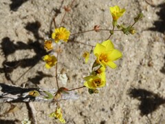 Leptosiphon chrysanthus