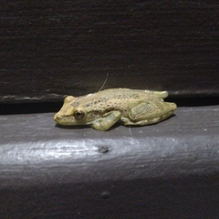 Scinax