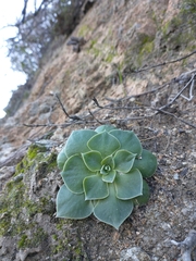 Dudleya cymosa pumila