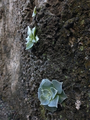 Dudleya cymosa pumila