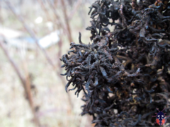 Eriophyes rhoinus