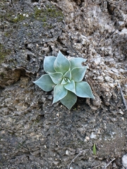 Dudleya cymosa pumila