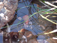 Calliostoma gloriosum