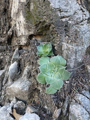 Dudleya cymosa pumila