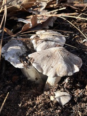 Entoloma medianox
