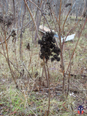 Eriophyes rhoinus