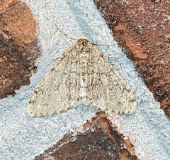 Phigalia denticulata