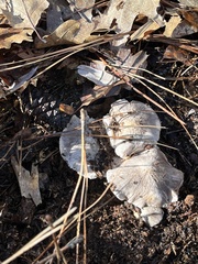 Entoloma medianox