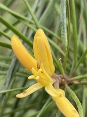 Persoonia linearis