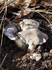 Entoloma medianox